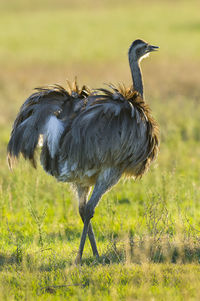 Side view of a bird on field