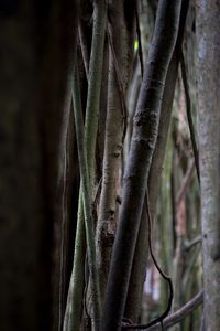 Close-up of tree trunk in forest