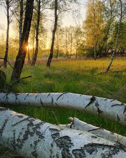 Trees on field against sky during sunset