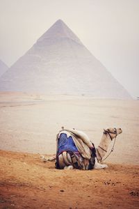 View of horse on desert against sky