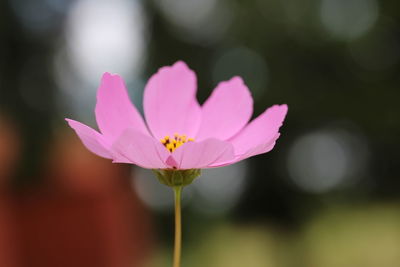 Close-up of pink lotus water lily