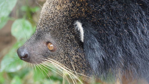 Close-up of an animal