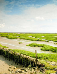 Scenic view of agricultural field against sky