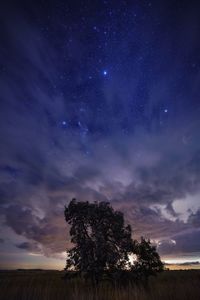 Trees on field against sky at night