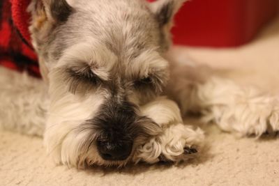 Close-up of puppy relaxing at home
