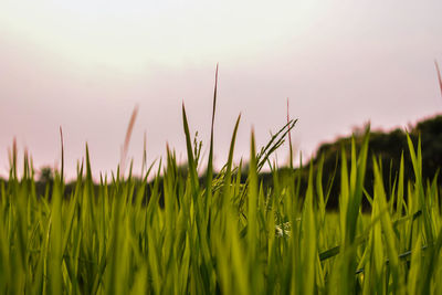 Close-up of stalks in field against sky