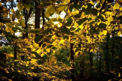 Trees growing in forest