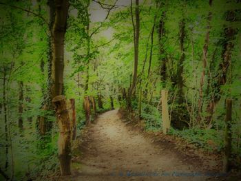 Trees in forest