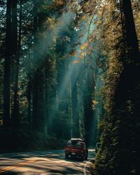 View of trees in forest