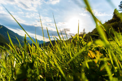 Close-up of grass growing on field against sky