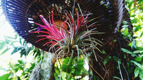 Close-up of pink flowering plant