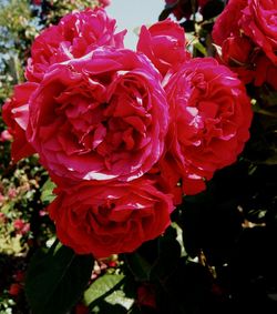 Close-up of red rose