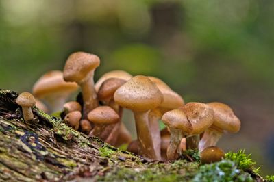 Close-up of mushrooms growing on land