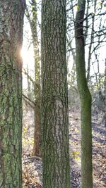 Trees in forest