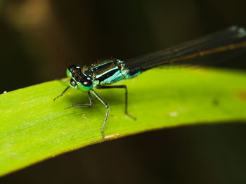 Close-up of insect on leaf