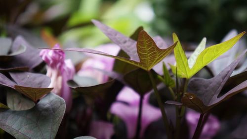 Close-up of purple flowering plant leaves