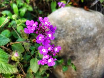 Close-up of flowers blooming outdoors