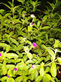 High angle view of purple flowering plants on field