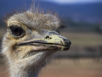 Close-up of a bird looking away