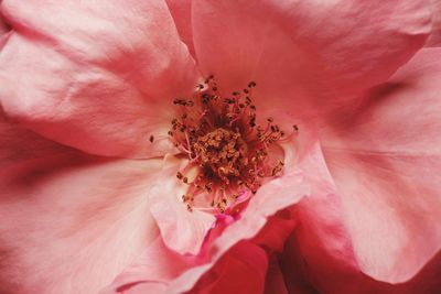 Full frame shot of pink flower