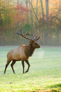 Red deer walking on field in forest