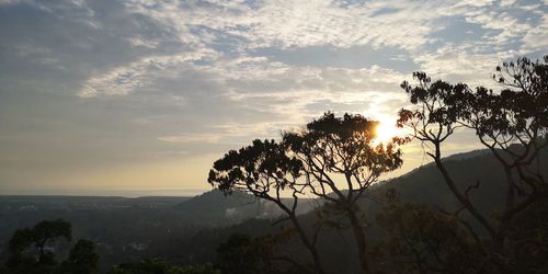 Silhouette tree against sky during sunset