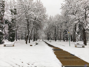 Snow covered road amidst trees in city