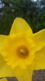 Close-up of yellow flower