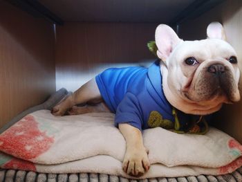 Portrait of dog lying on bed at home