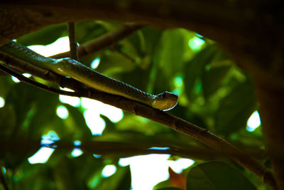 Close-up of snake on tree