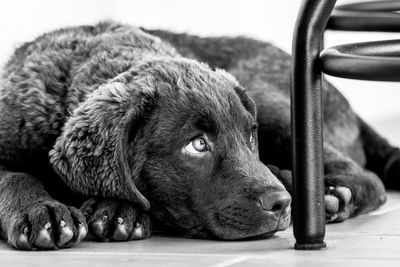 A puppy resting under a chair at a house in phoenix, arizona