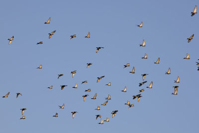 Low angle view of birds flying in the sky