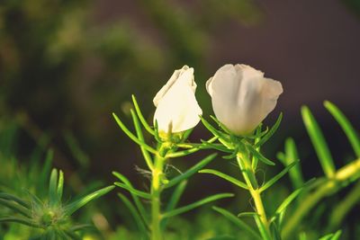 Close-up of white flowering plant