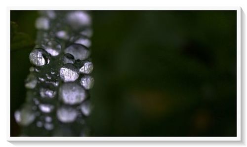 Close-up of water drops on plant