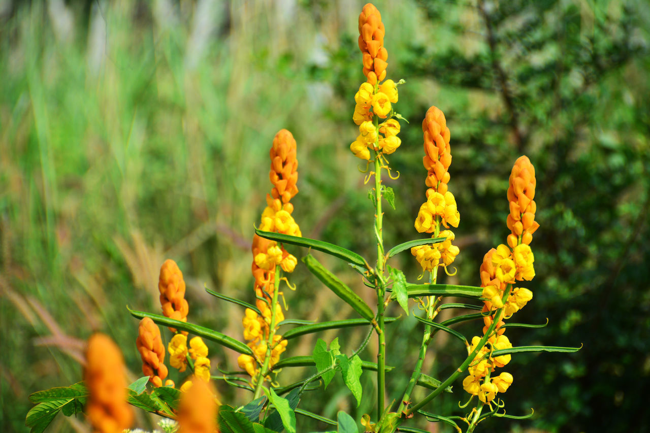 CLOSE-UP OF YELLOW FLOWERING PLANT ON LAND