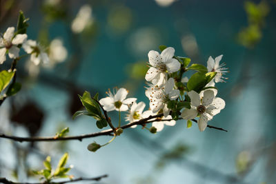 Close-up of white flowering plant
