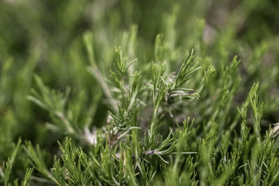 Close-up of wet grass on field