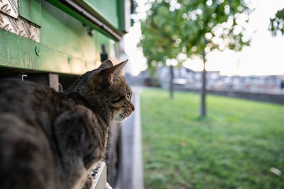 Close-up of tabby cat looking around from rv