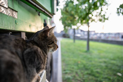 Close-up of cat