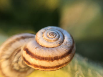 Close-up of snail