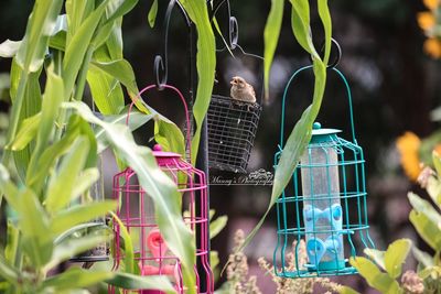 Close-up of potted plants hanging on metal and close up birds..