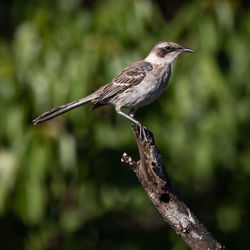 Close-up of bird perching on branch