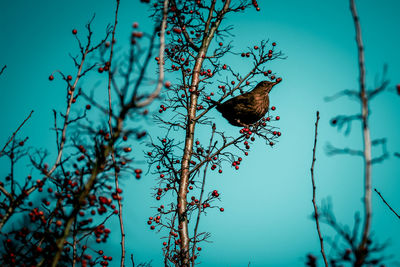 Low angle view of bird perching on tree