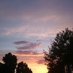 Silhouette of trees at sunset