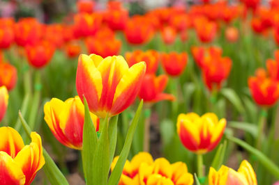 Close-up of orange tulips blooming on field