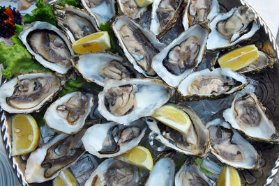 High angle of very fresh oyster - ostrea. shells. large plate.