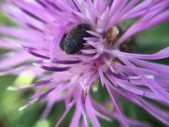 Close-up of purple flower