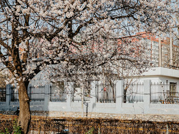 Cherry blossom tree in park