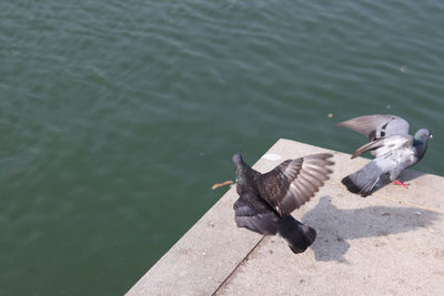 High angle view of pigeon flying over lake