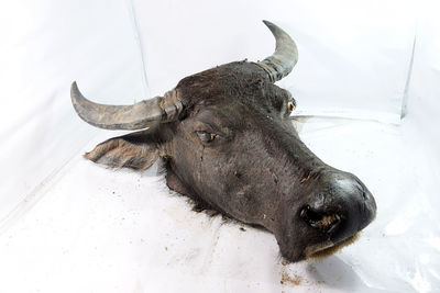 Head of dead buffalo